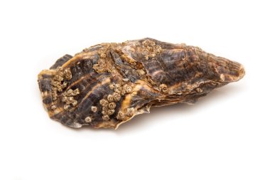 Büyük çiğ istiridye