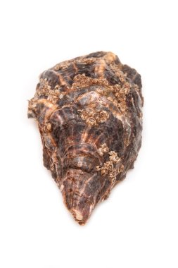 Büyük çiğ istiridye