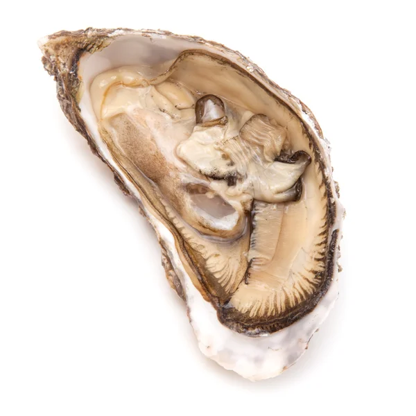Large raw oyster — Stock Photo, Image