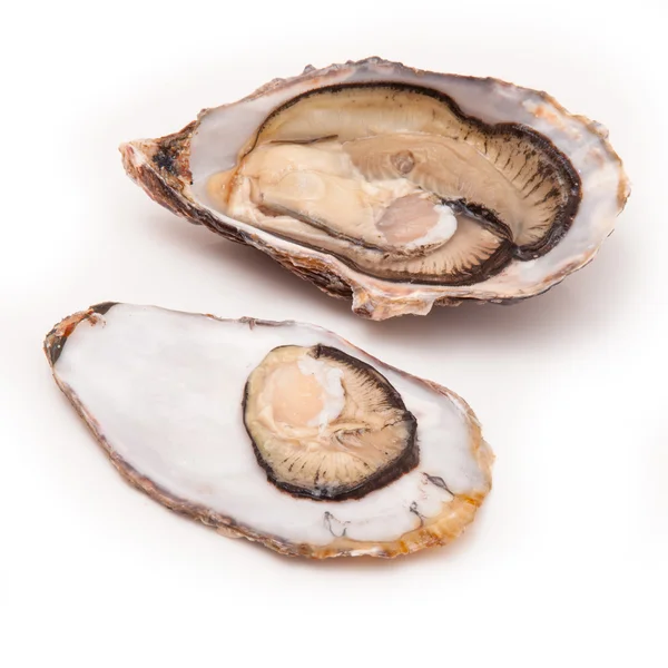 Two Raw oysters — Stock Photo, Image