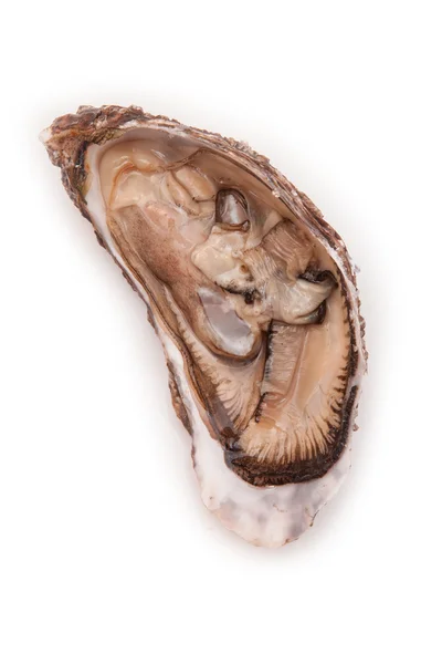 Large raw oyster — Stock Photo, Image