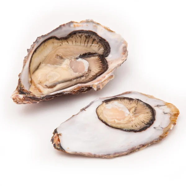Two Raw oysters — Stock Photo, Image