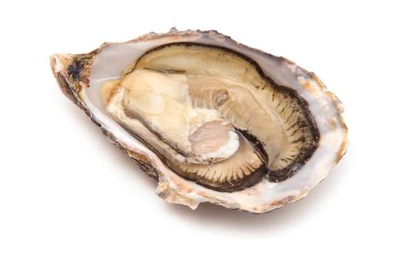 Grote rauwe oesters — Stockfoto