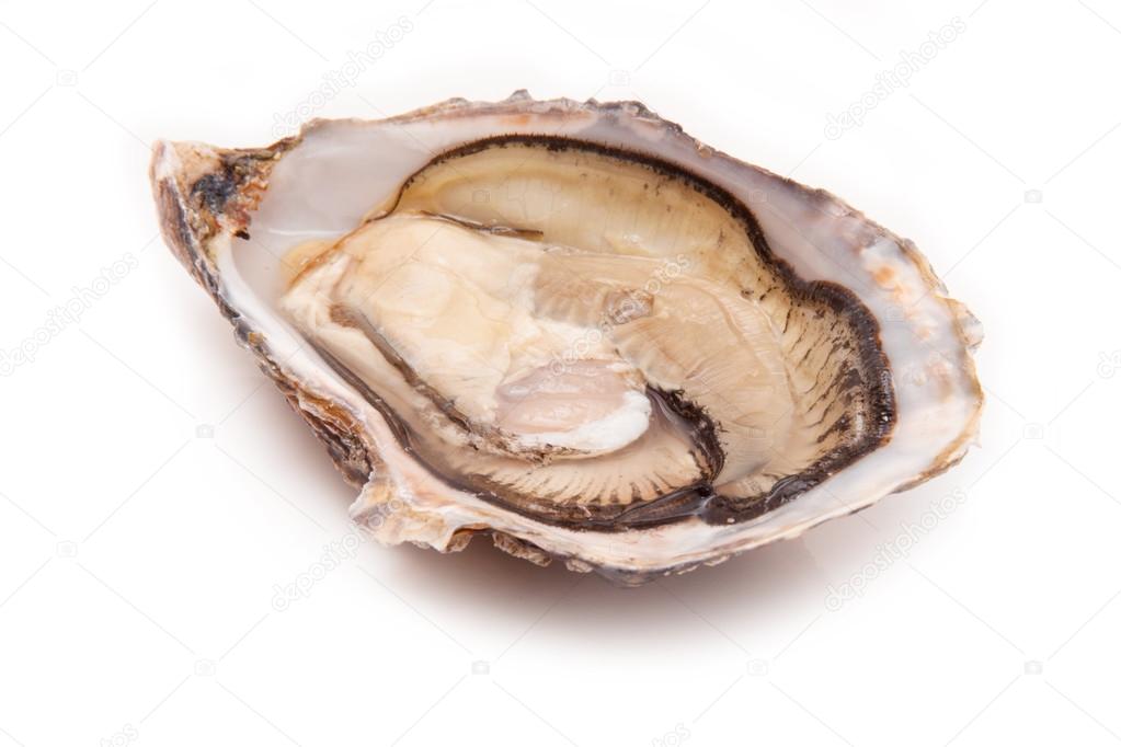 Large raw oyster