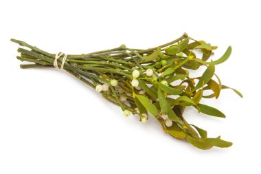 Ökse otu avuç yakın çekim