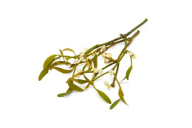 Ökse otu avuç yakın çekim