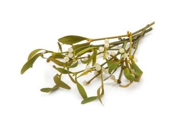 Ökse otu avuç yakın çekim