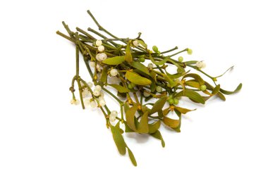 Ökse otu avuç yakın çekim