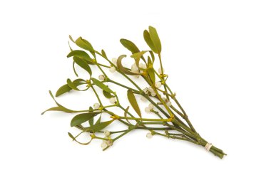 Ökse otu avuç yakın çekim