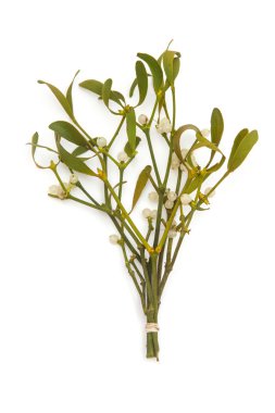 Ökse otu avuç yakın çekim