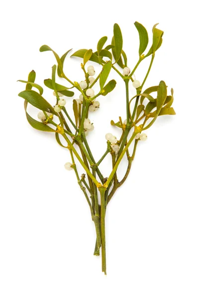 Bunch of mistletoe close up — Stock Photo, Image