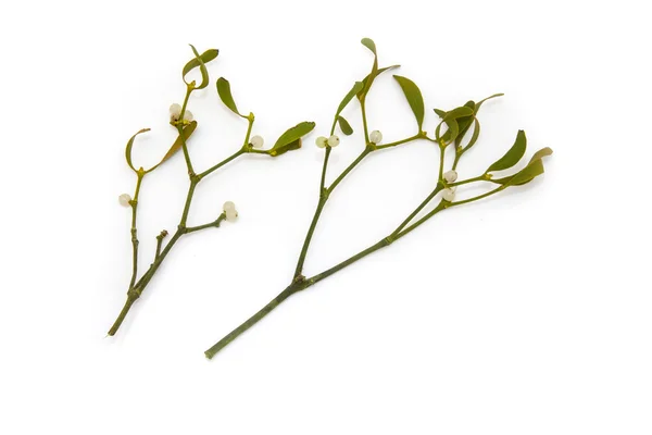 Bunch of mistletoe close up — Stock Photo, Image