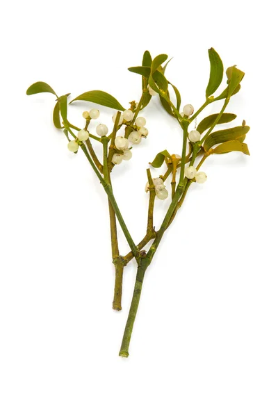 Bunch of mistletoe close up — Stock Photo, Image