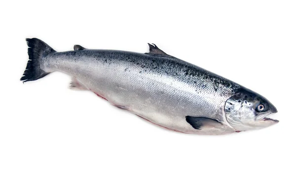 Whole Scottish salmon fish — Stock Photo, Image