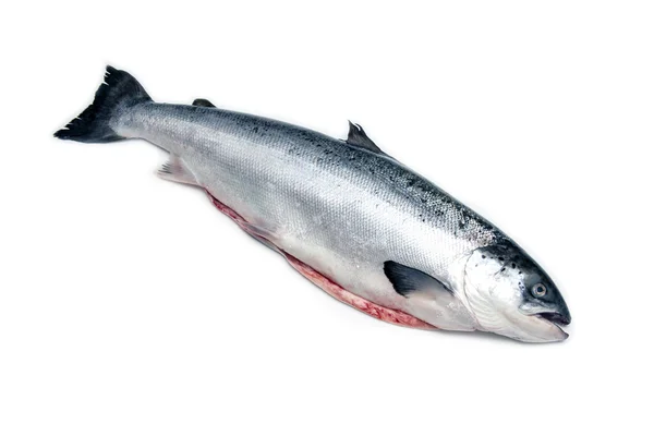 Whole Scottish salmon fish — Stock Photo, Image