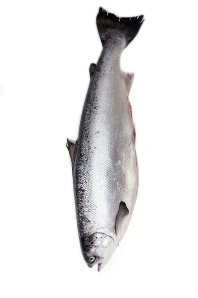 Whole Scottish salmon fish — Stock Photo, Image