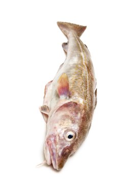 Whole cod fish clipart