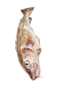 Whole cod fish clipart