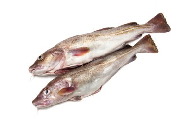 Couple of whole cod fish clipart