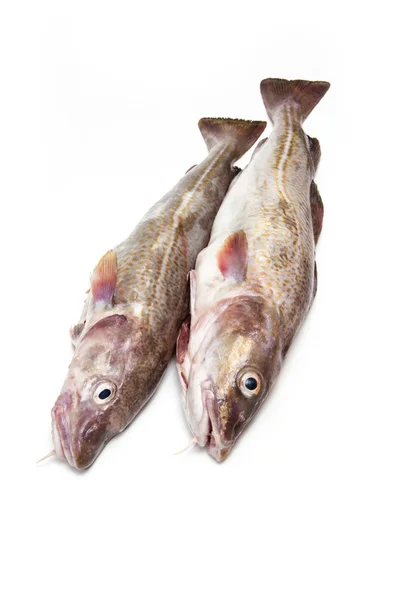 Couple of whole cod fish — Stock Photo, Image