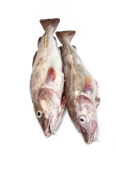 Couple of whole cod fish — Stock Photo, Image