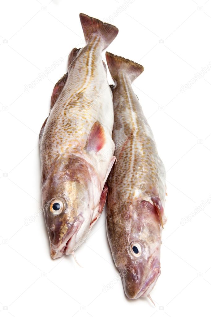 Couple of whole cod fish