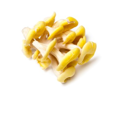 Sarı istiridye mantar