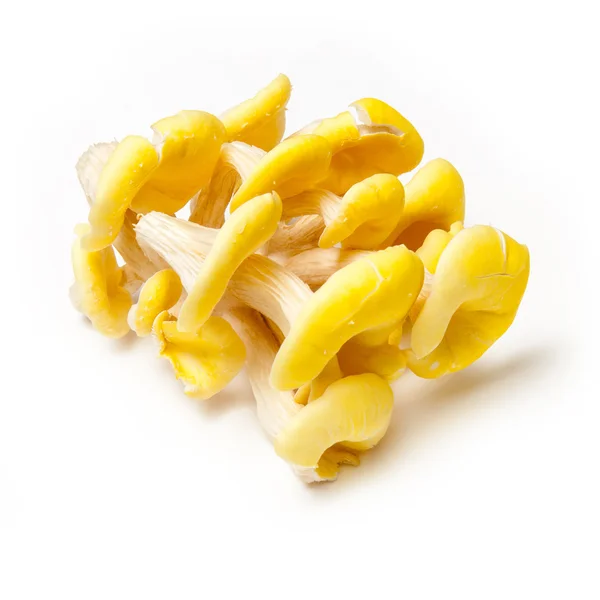 Yellow oyster mushrooms — Stock Photo, Image