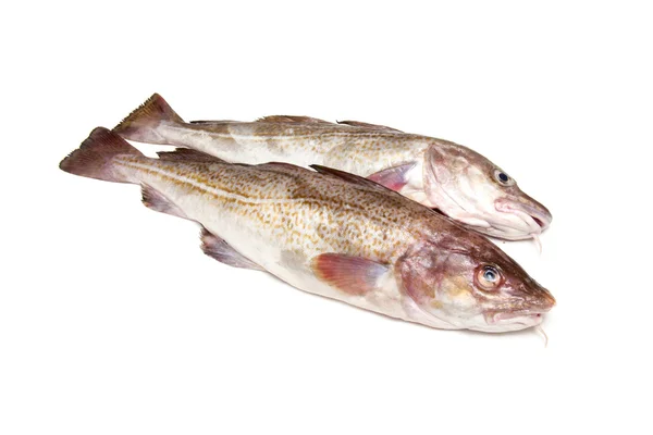Couple of whole cod fish — Stock Photo, Image