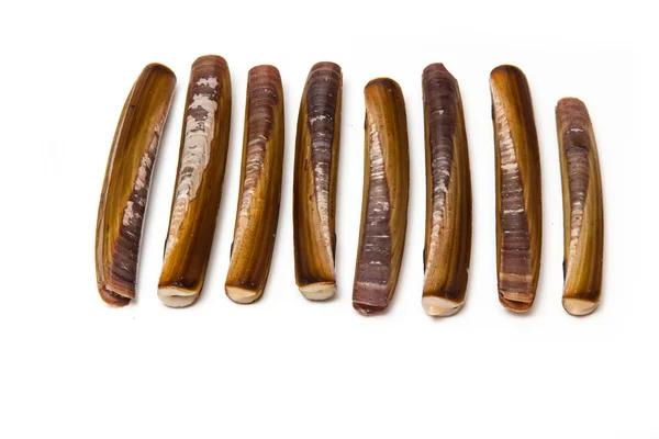 Razor Clams close up — Stock Photo, Image