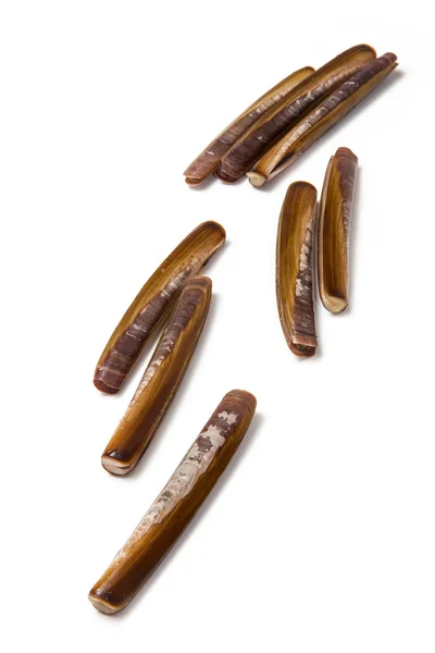 Razor Clams close up — Stock Photo, Image