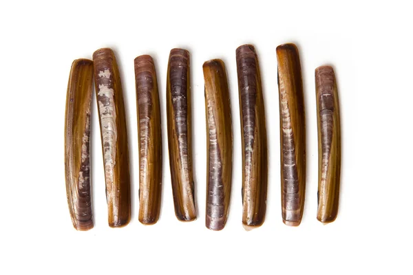 Razor Clams close up — Stok Foto