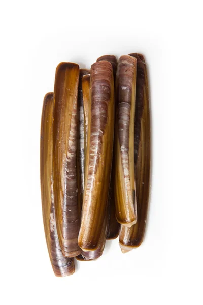 Razor Clams close up — Stock Photo, Image