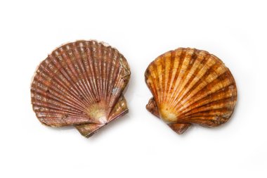 Taze tarak tuzlu su istiridye