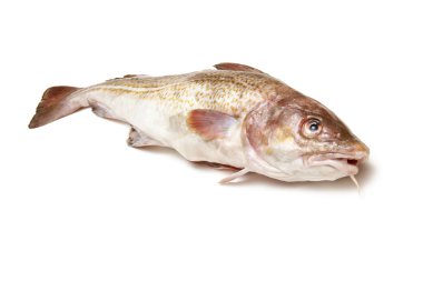 Whole cod fish clipart