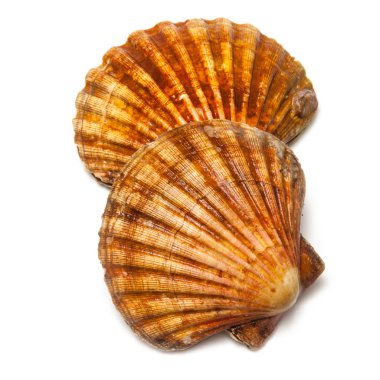 Taze tarak tuzlu su istiridye