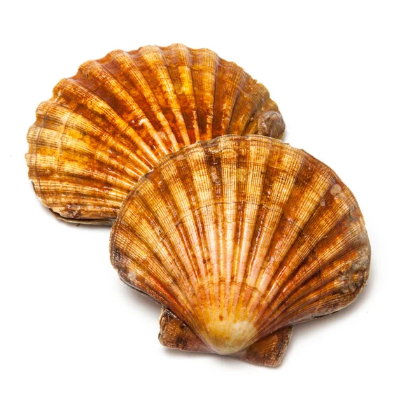 Fresh Scallops saltwater clams — Stock Photo, Image