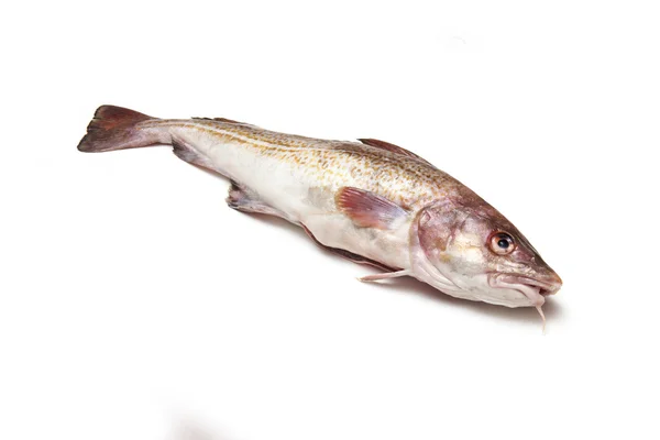 Whole cod fish — Stock Photo, Image