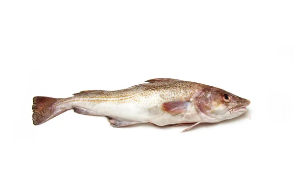 Whole cod fish — Stock Photo, Image