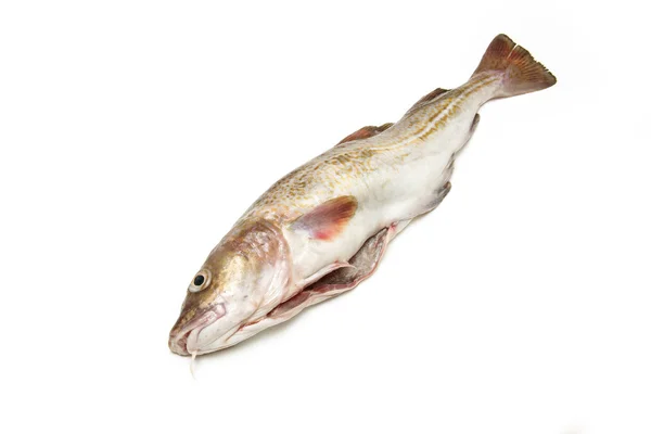 Whole cod fish — Stock Photo, Image