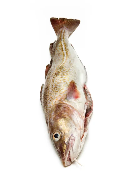 Bütün Morina balığı — Stok fotoğraf