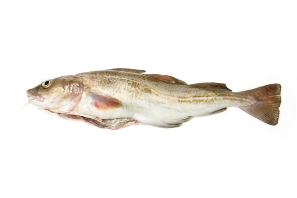 Whole cod fish — Stock Photo, Image