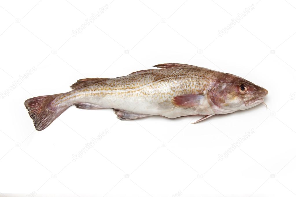 Whole cod fish