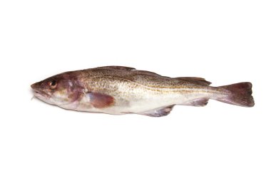 Whole cod fish clipart