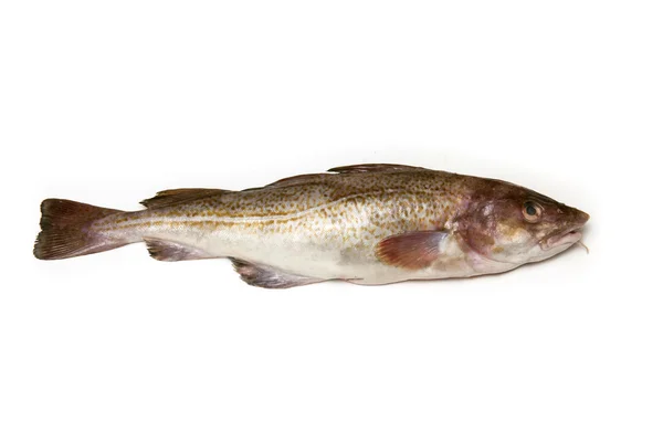 Whole cod fish — Stock Photo, Image