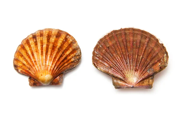 Соленые моллюски Scallops — стоковое фото