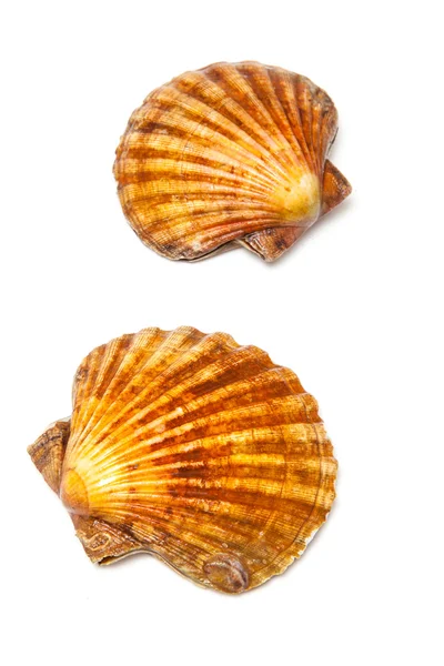 Свіжі гребінці молюски — стокове фото