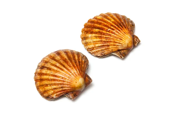 Fresh Scallops saltwater clams — Stock Photo, Image