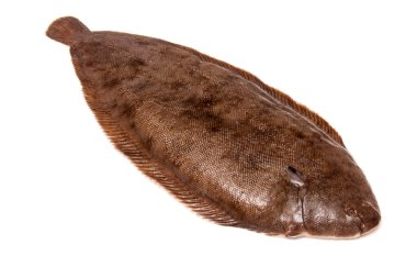 Dover sole balık bütün