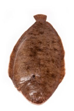 Dover sole balık bütün
